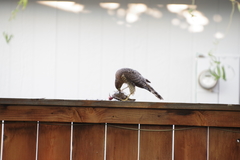 Accipiter cooperii