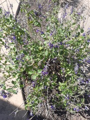 Salvia longispicata x farinacea