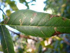 Stigmella longisacca