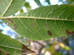 Stigmella longisacca