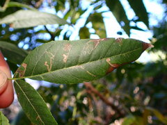 Stigmella longisacca