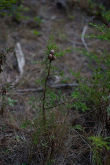 Cupressus goveniana