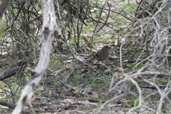 Drymodes brunneopygia