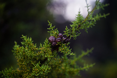 Cupressus goveniana