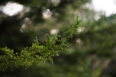 Cupressus goveniana