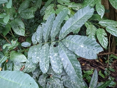 Aphanamixis polystachya