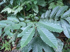 Aphanamixis polystachya