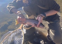 Oncorhynchus clarkii