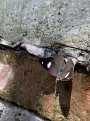 Diaethria