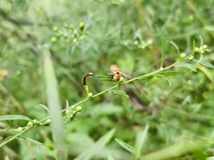 Gymnoclytia