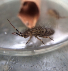 Orchesella villosa