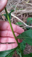 Solidago arguta arguta