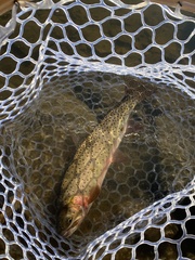 Oncorhynchus clarkii