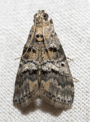 Pococera asperatella