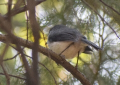 Eopsaltria georgiana