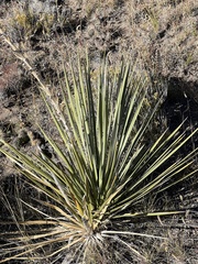 Yucca glauca