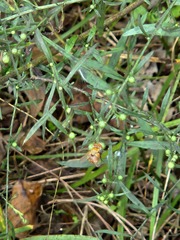 Gymnoclytia