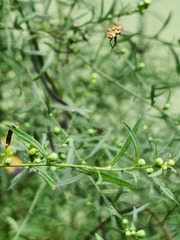 Gymnoclytia