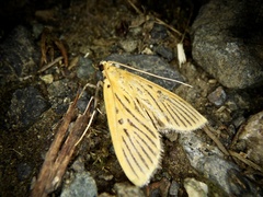 Tyspanodes striatus