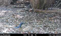 Aphelocoma californica