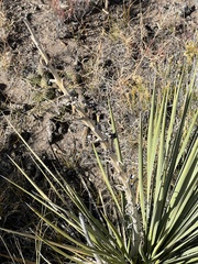 Yucca glauca