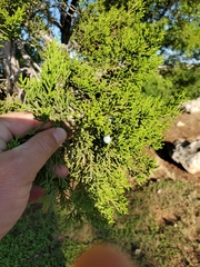 Juniperus ashei