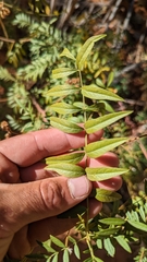Glycyrrhiza lepidota