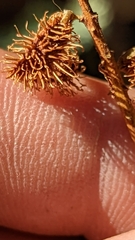 Glycyrrhiza lepidota