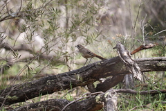Drymodes brunneopygia