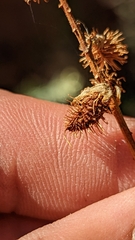 Glycyrrhiza lepidota