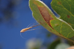 Andricus pedicellatus