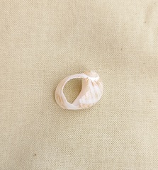 Eunaticina umbilicata