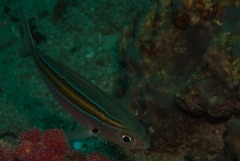 Caesio xanthalytos