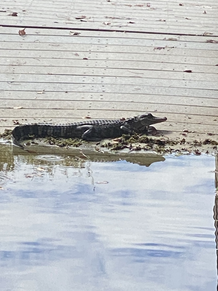 American Alligator from Lettuce Lake Conservation Park, Tampa, FL, US