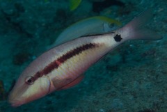 Parupeneus barberinus