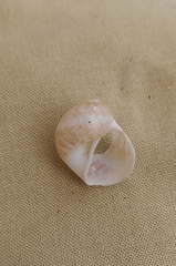 Eunaticina umbilicata