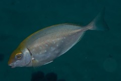Siganus sutor