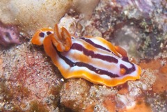Hypselodoris regina