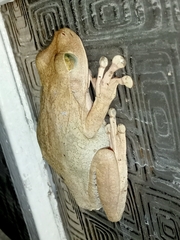 Boana platanera