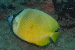 Chaetodon kleinii