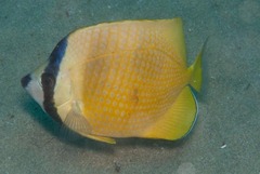 Chaetodon kleinii