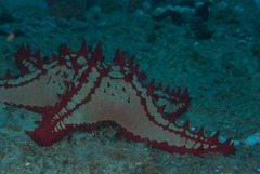 Protoreaster lincki