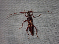 Coptocercus rubripes