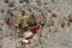 Dardanus pedunculatus