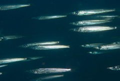Hyporhamphus affinis