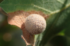 Cynips multipunctata