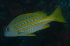 Lutjanus kasmira