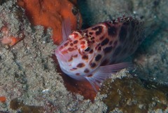 Cirrhitichthys oxycephalus