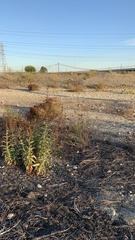 Penstemon spectabilis