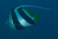 Heniochus acuminatus